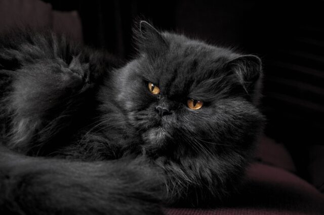 Persian cat