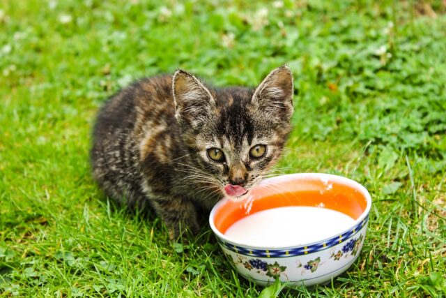 Homemade cat outlet milk