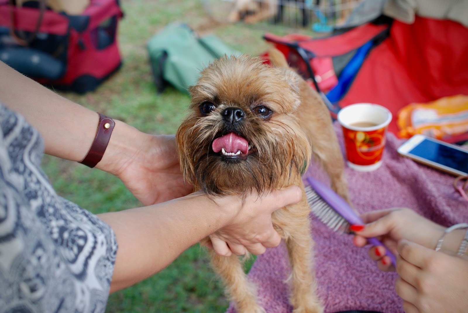 Best Dog Brushes What You Should Consider PetPal best-dog-brushes-what-you-should-consider-petpal