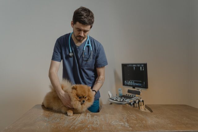 Dog at on-site vet consultation