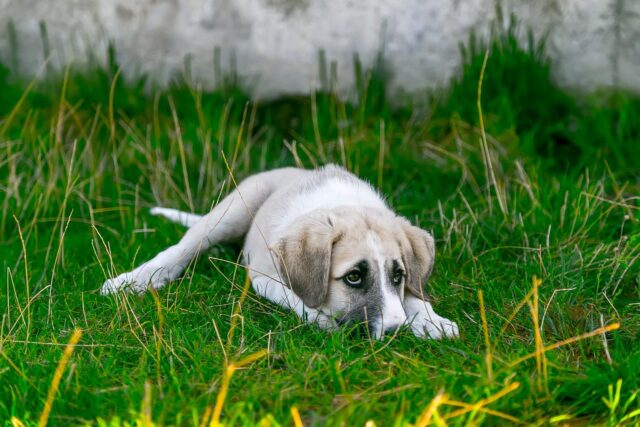 dog vomiting yellow