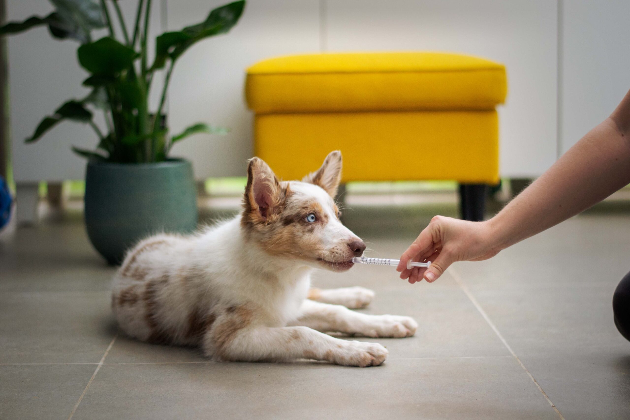 How Much Does a Vet Consultation Cost in the Philippines? PetPal