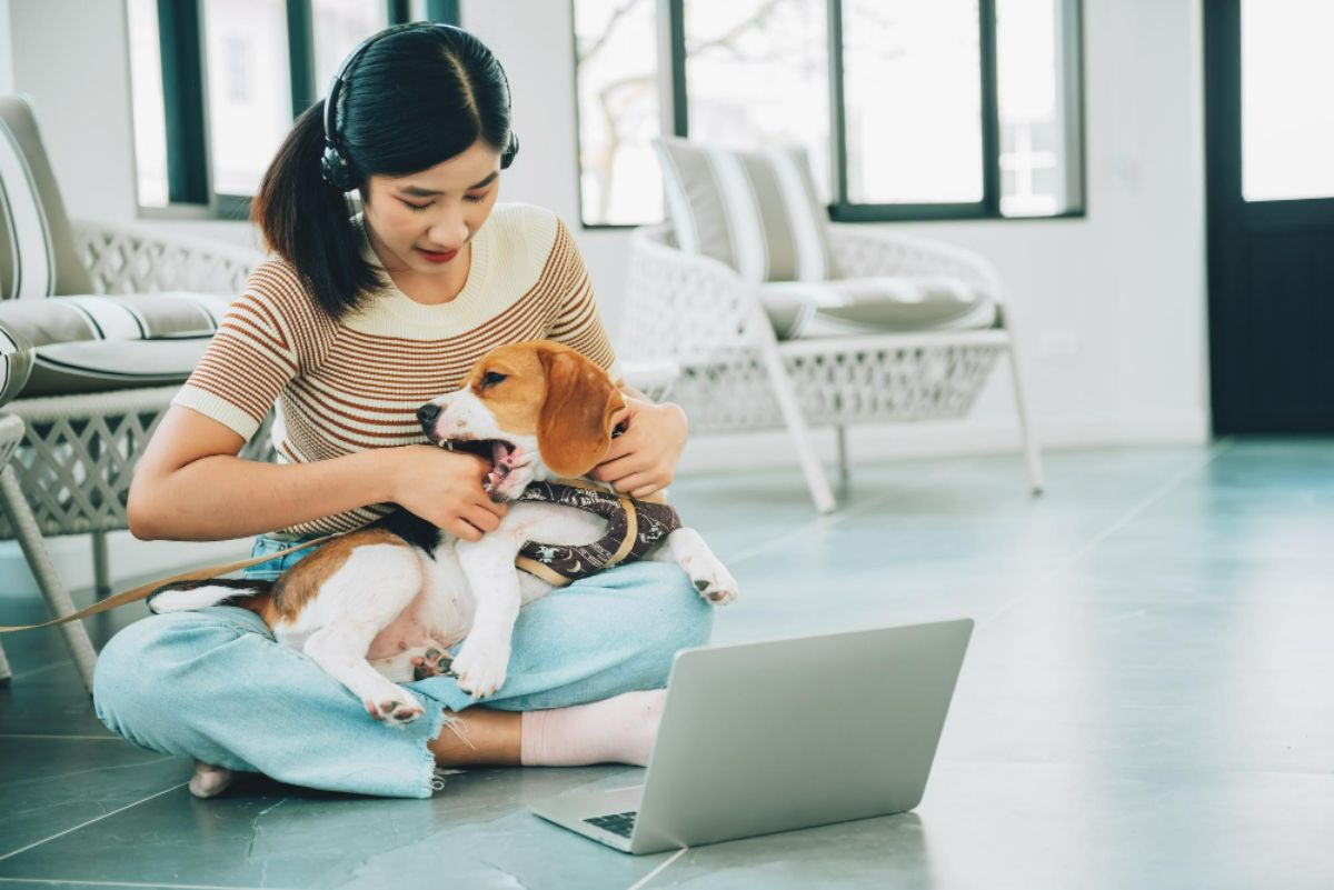 Keep your pet comfortable during an online vet consultation