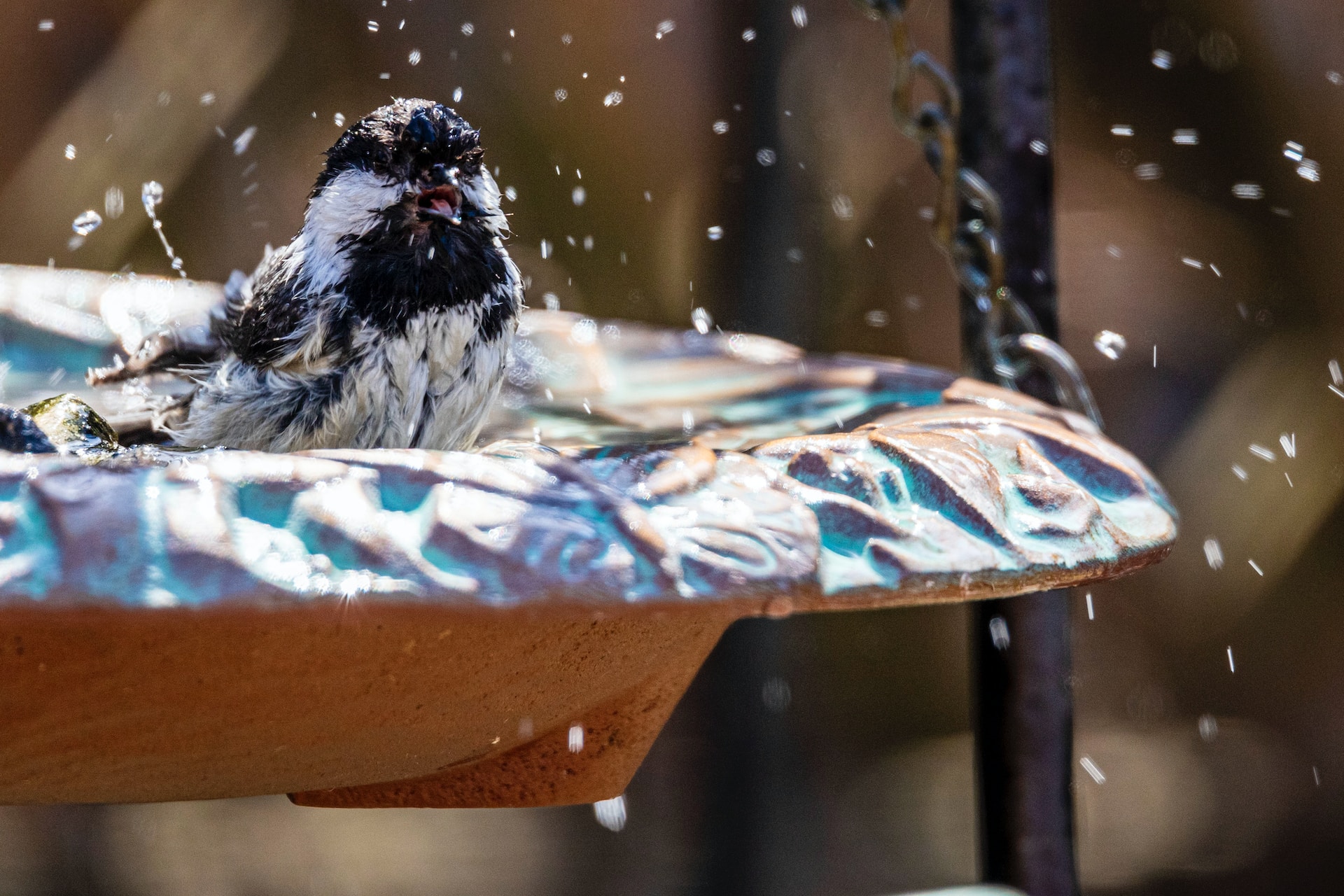 How to Give Your Pet Bird a Bath 7 Easy Steps PetPal